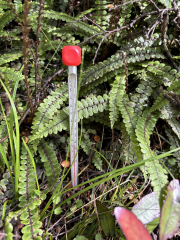 Y12 13 Geo Tongariro 2026 19